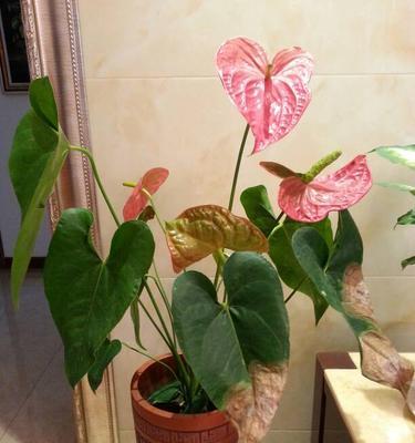 红掌花枯萎了怎么办（家养红掌花的技巧）
