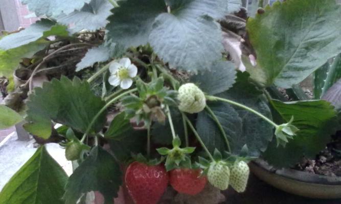 草莓一般几月份种植（有关草莓的栽培与管理）