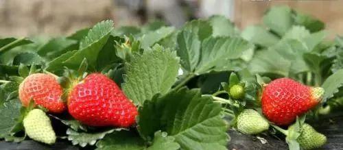 草莓一般几月份种植（有关草莓的栽培与管理）