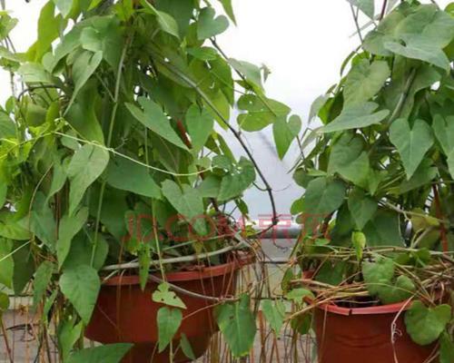 锦屏藤的种植方法有什么（锦屏藤的种植方法和注意事项）