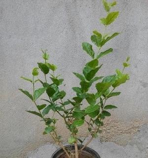 双色茉莉的繁殖方法（从插条到分株）