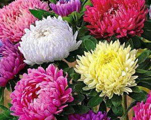 菊花什么季节开放时间（有关菊花观赏季节）
