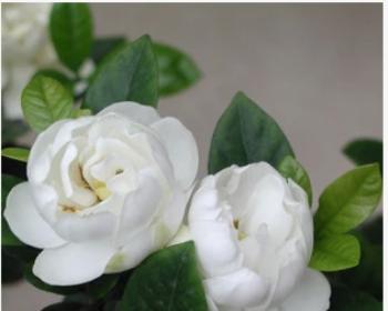栀子花几月份开花（观赏栀子花花期简介）