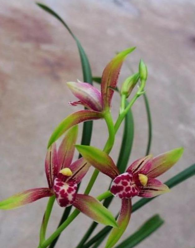 兰花花后怎样养护（新手养兰花的正确方法）
