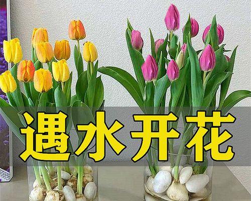 水培郁金香的方法是什么（描述水培郁金香的窍门）
