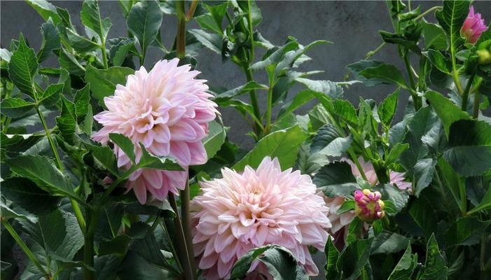 大丽花花期多长时间（了解大丽花的种植方法及时间）