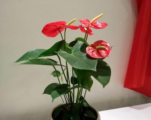 红掌怎么养才能开花（红掌的养护小窍门）