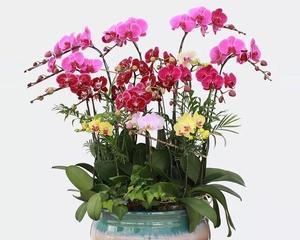 蝴蝶兰什么时候开（描述蝴蝶兰花期简介）