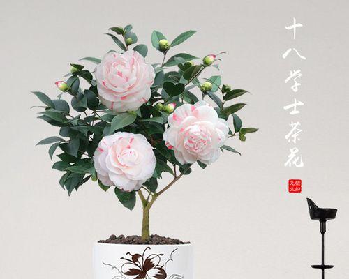 山茶花怎么养殖（茶花盆栽养殖方法）