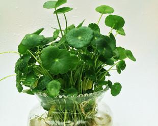 铜钱草怎么种植(铜钱草的养护方法与管理)