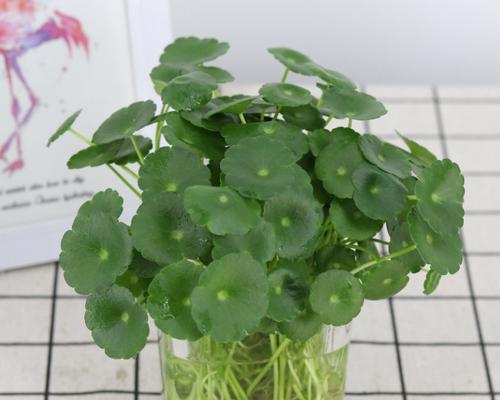 铜钱草怎么种植（铜钱草的养护方法与管理）
