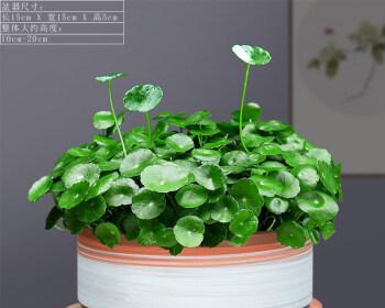 铜钱草怎么种植（铜钱草的养护方法与管理）