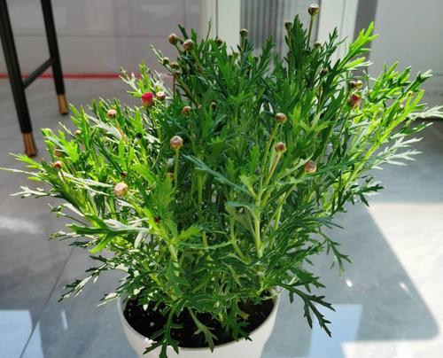 玛格丽特花冬季怎么养（玛格丽特花养护小窍门）