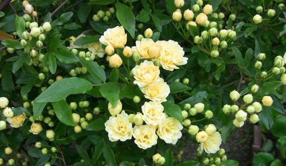 球菊的花语与寓意（用球菊点亮生活）