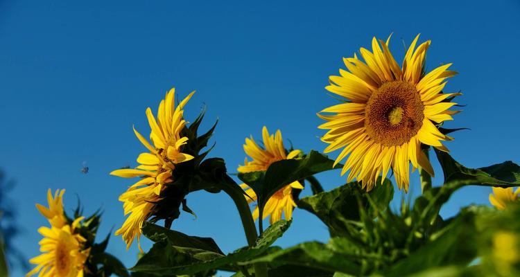 向日葵的花语——阳光与希望的象征（承载阳光的化身）