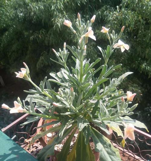 以十字花科代表植物的主要特征（认识十字花科植物及其独特之处）