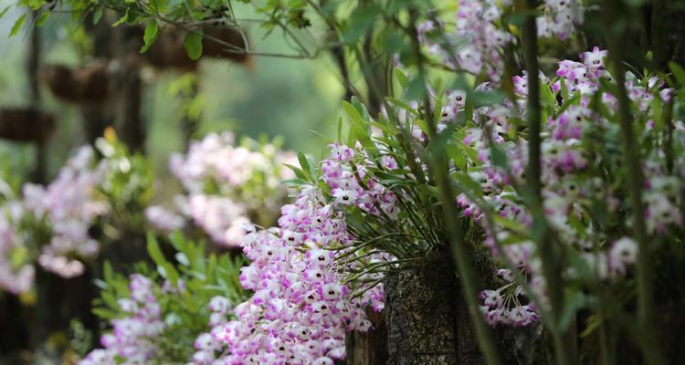 以石斛开花的寓意及其兆头（探寻石斛开花的奥秘——石斛的美丽和象征意义）