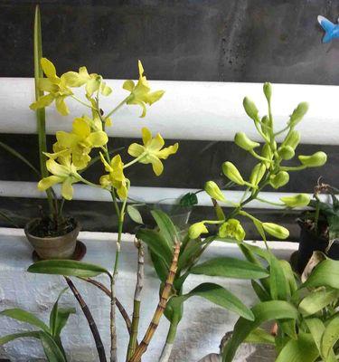 以石斛开花的寓意及其兆头（探寻石斛开花的奥秘——石斛的美丽和象征意义）