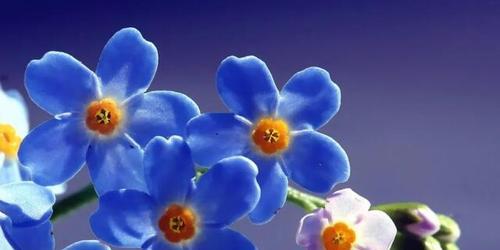 花开花落，情如何放（以百合花为象征）
