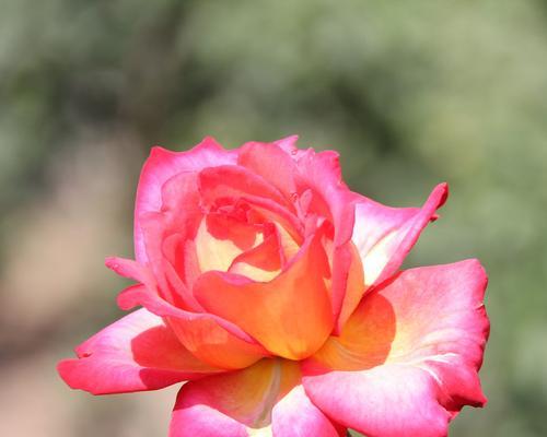 花语中的高雅——以花卉代表高雅的意象（追寻高雅之美）