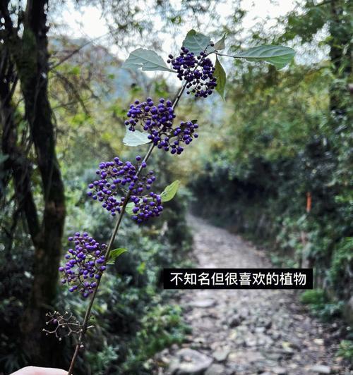 以鲜花之语诠释救赎之意（花开为证）