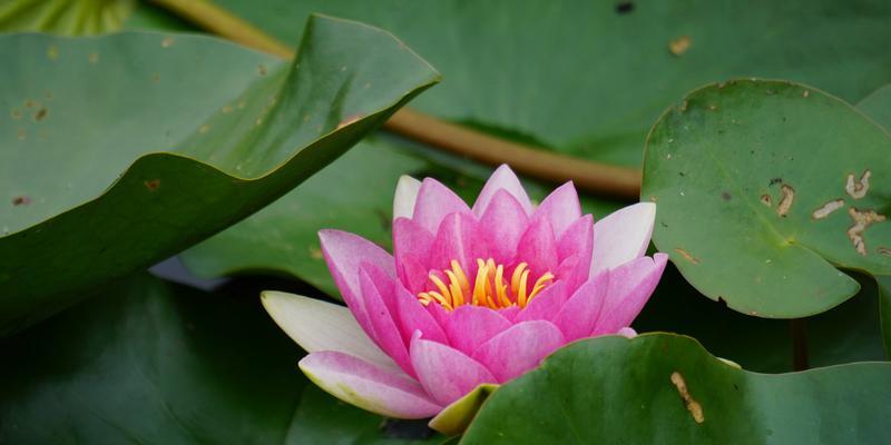花朵与梦想（用花朵向世界展示你的梦想）