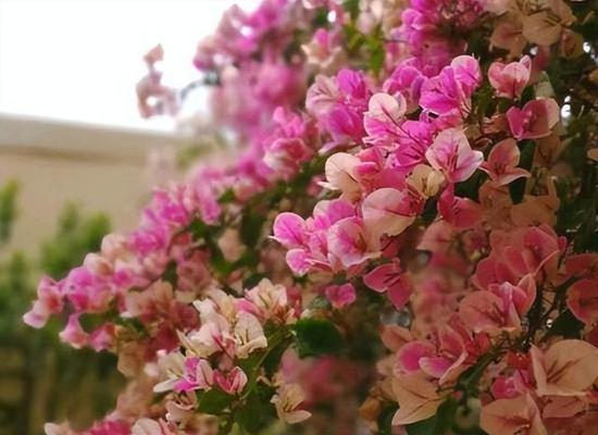 花朵与梦想（用花朵向世界展示你的梦想）