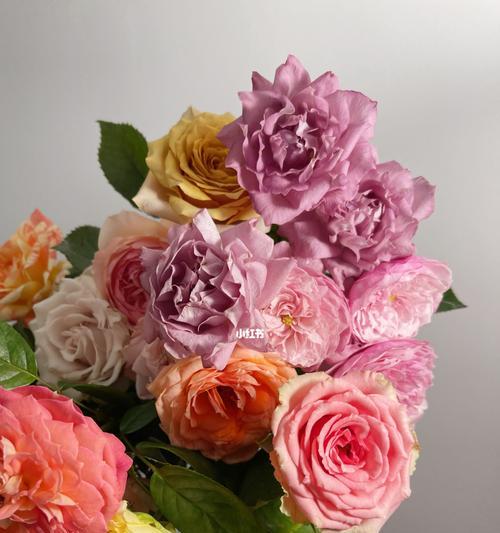 温柔之花（温柔之花）