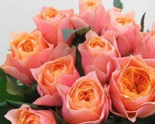 温柔之花（温柔之花）