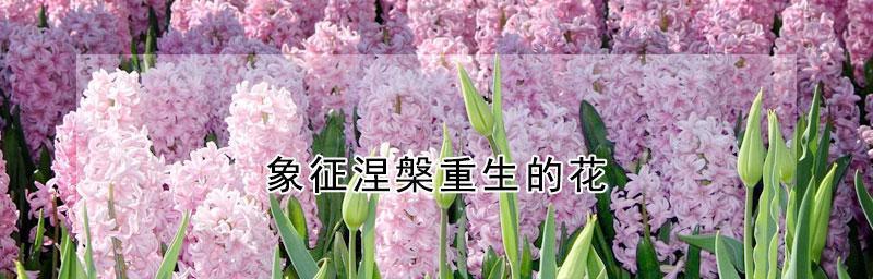希望的花开(以玫瑰花为希望的象征)