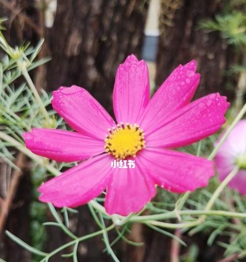 探寻幸福之花的奇妙魅力（以花为媒）