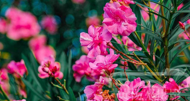 友情长久如花开（以牵牛花代表友情的坚韧与持久）