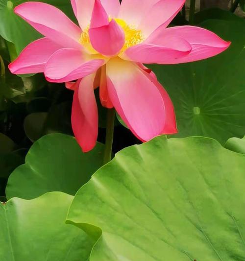 花开自信（探寻花的意义）