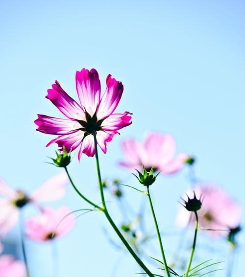 纯真之花——百合花的花语（百合花传达纯真和纯洁的心灵）