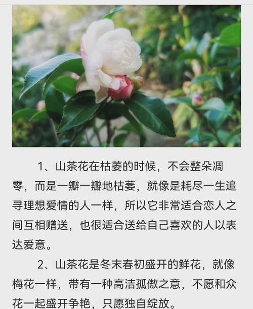 花海中的纯洁善良（用花语述说单纯善良的故事）