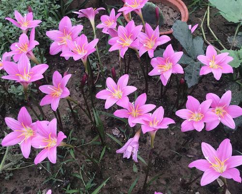 葱兰花怎么种（葱兰花的种植方法及养护）