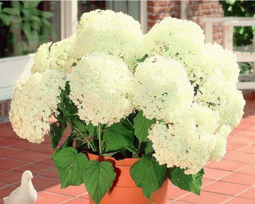 绣球花如何养殖(绣球花的种植与养护)