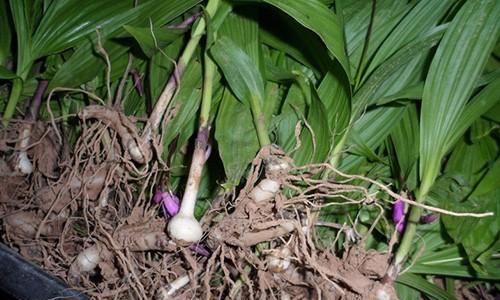 白枫树种子怎么种才发芽（白枫树的种植技术分享）