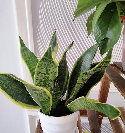虎皮兰的品种有哪些（常见虎皮兰品种大全）