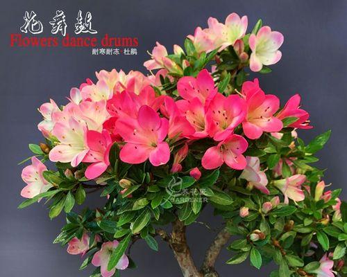 皋月杜鹃哪个品种最漂亮（常见的杜鹃品种大全）