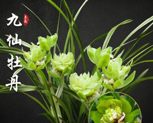 兰花怎么养护浇水（兰花的浇水方法和注意事项）