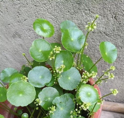 铜钱草怎么养比较茂盛（铜钱草的养殖方法和注意事项）