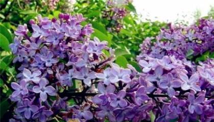 丁香花适合什么地方种植（丁香花养殖方法与技巧）