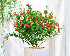 盆栽石榴花怎么养(石榴树盆栽养殖注意事项)
