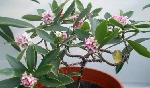 瑞香花怎么养才好(瑞香花养殖方法与技巧)