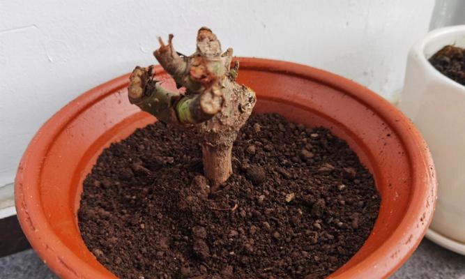 玫瑰花老桩怎么种植（玫瑰花老桩种植方法与技巧）