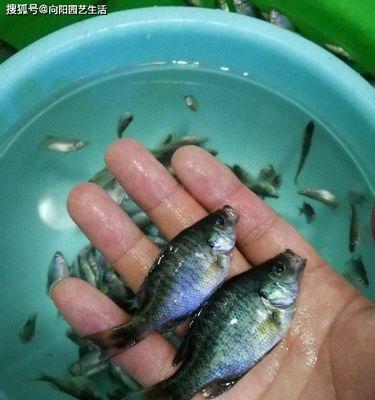 曼龙鱼好养吗（曼龙鱼的饲养技术）