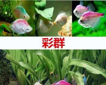 曼龙鱼好养吗（曼龙鱼的饲养技术）