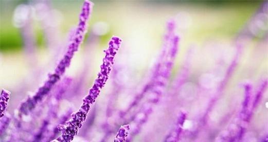 熏衣草花语和寓意（关于熏衣草的代表意义）