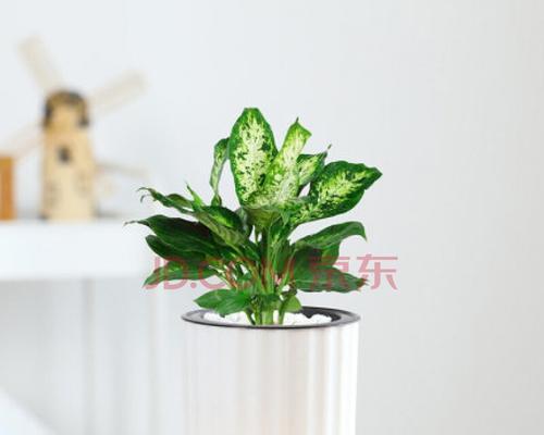 适合懒人养的室内绿植有哪些（适合懒人养的室内绿植）